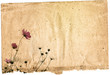 Photographie : flower vintage paper
