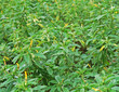 tropical plant