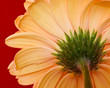 Gerbera rosa