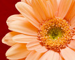 Gerbera Blüte