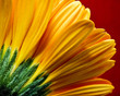 Gerbera