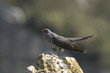 Cuculo