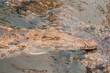 Crocodile in water