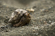 Hermit Crab