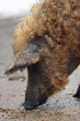 Schwein