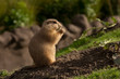 Prairie Dog Sunbath