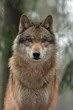 Foto: Wolf Wolf