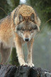 Foto: Wolf Wolf