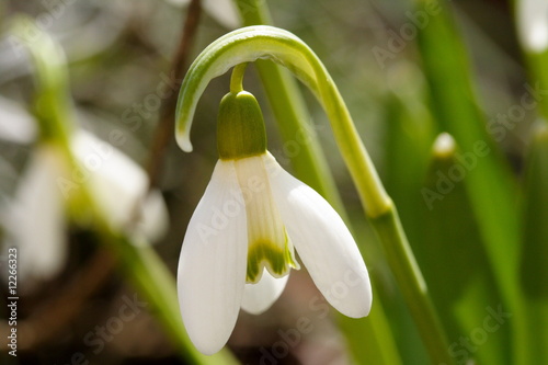 Foto: Galanthus Galanthus