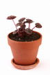 Peperomia caperata in a clay pot