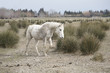 cheval camarguais cheval camarguais