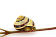 Gartenschnecke