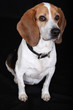 Sitting Dog (Beagle)