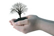 L'arbre