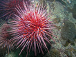 Red Sea Urchin (Strongylocentrotus franciscanus)