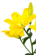 yellow lily yellow lily
