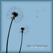 vector dandelion (all seeds are separate objects)
