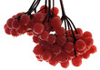 viburnum