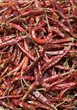 Chiles de Arbol