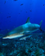 Caribbean Reef Shark and Remora