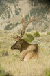 A bull (male) elk relaxes in a grassy meadow.