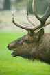 A bull (male) elk bugles in a grassy meadow.