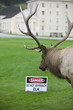 A bull elk in Yellowstone National Park