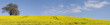 panorama colza