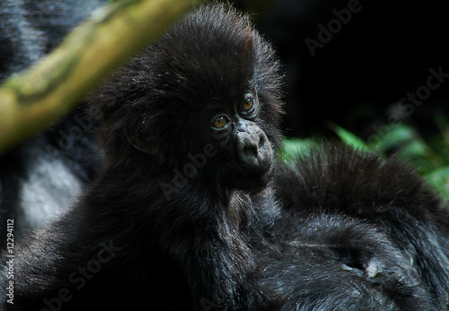 Photo: Young and cute gorilla Young and cute gorilla