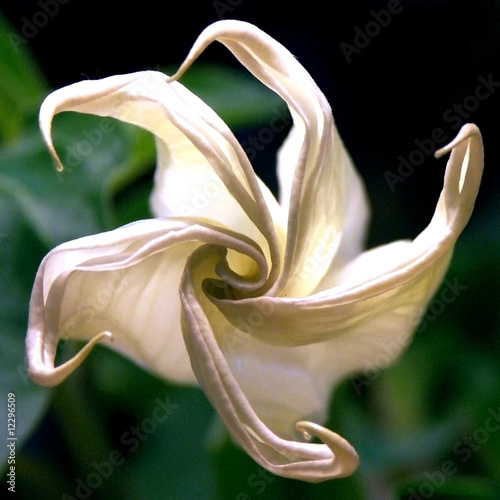 Foto: Datura Datura