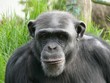 chimpanze