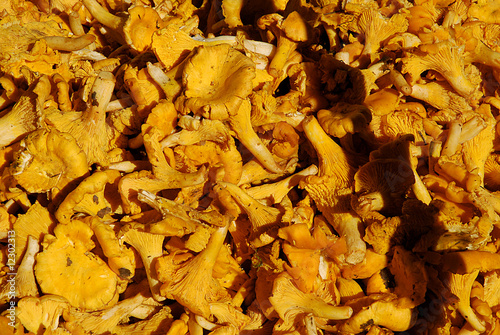 Foto: champignons champignons
