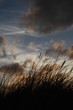 Sunset with grass