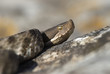 Vipera