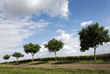 Landstraße im Frühling