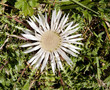 Silberdistel2