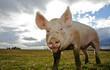 Photo en ligne au meilleur prix Schwein