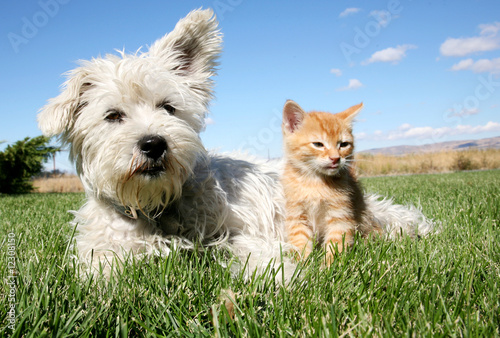 Photo: Hund und Katze Hund und Katze