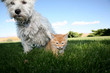 Photo en ligne au meilleur prix Hund und Katze