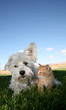 Photo en ligne au meilleur prix Hund und Katze