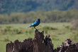 blauer Vogel