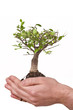 new life in hands
