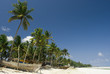 Palm beach
