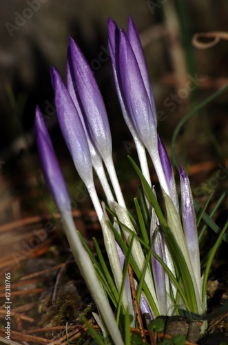 Photo: Krokusse Krokusse