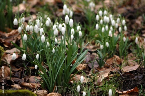 Photo: Schneeglöckchen Schneeglöckchen