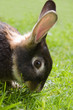 Rabbit Nibbling Grass