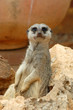 suricate