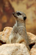 suricate