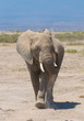 elephant calf, amboseli national park, kenya elephant calf, amboseli national park, kenya