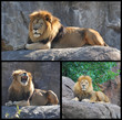 King of the beasts
